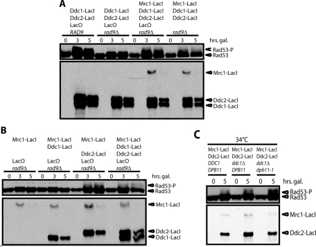 FIGURE 1: