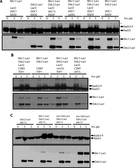 FIGURE 2: