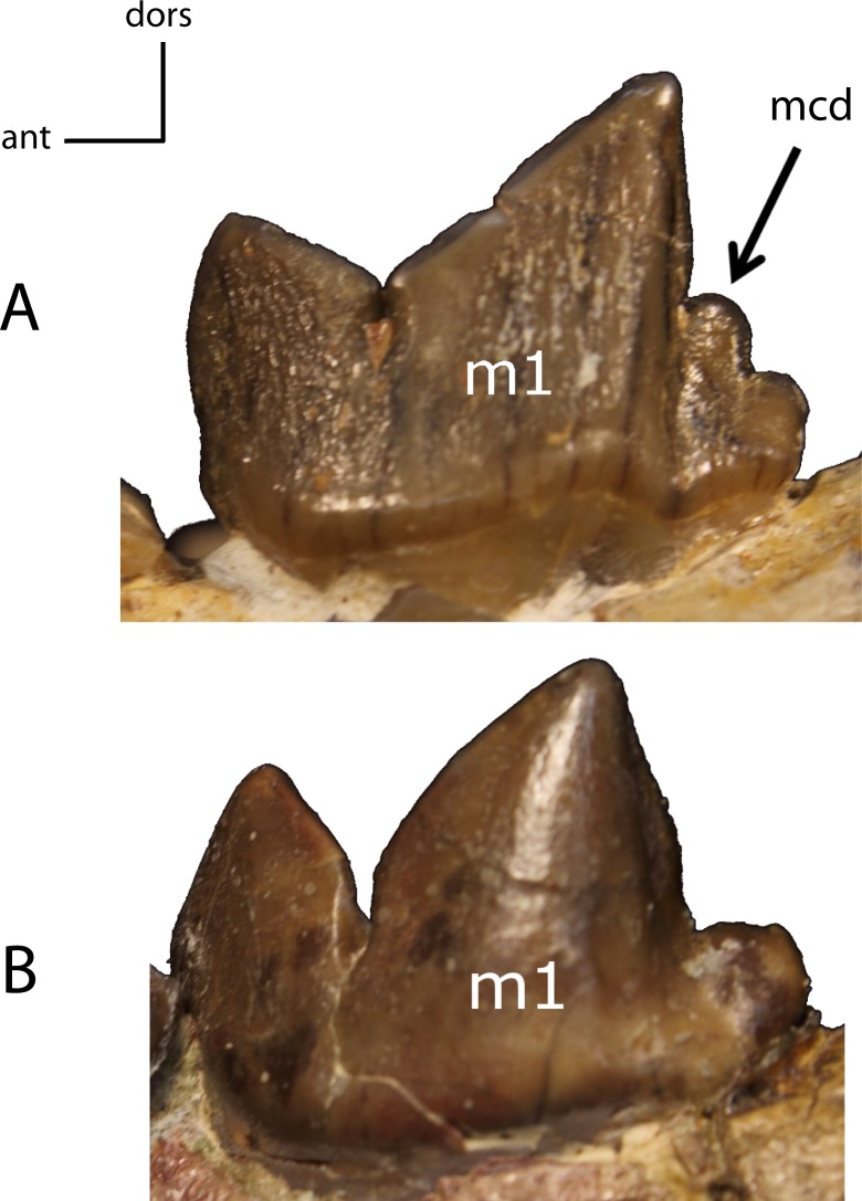 Taxonomic and systematic revisions to the North American Nimravidae ...