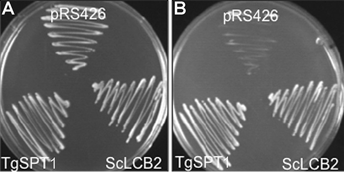 Figure 3.