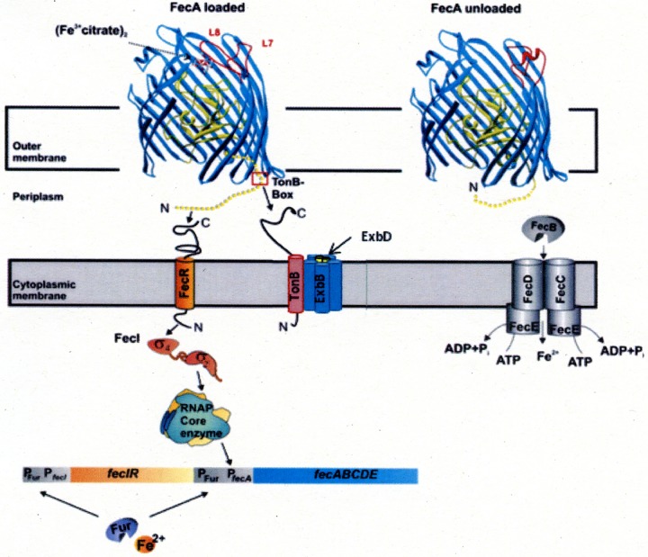 FIG 1