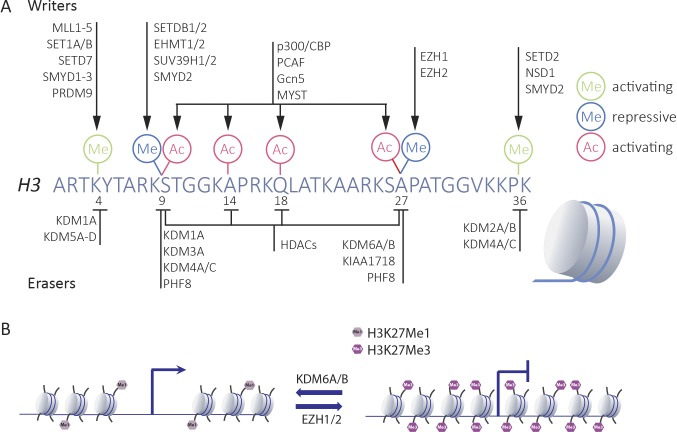 graphic file with name JEM_20180479_Fig2.jpg