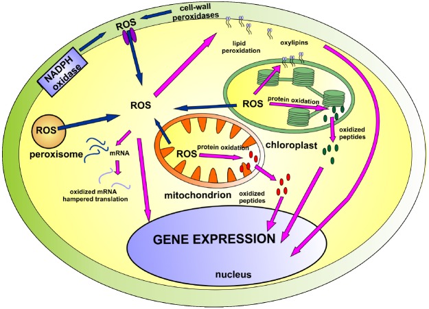 FIGURE 1