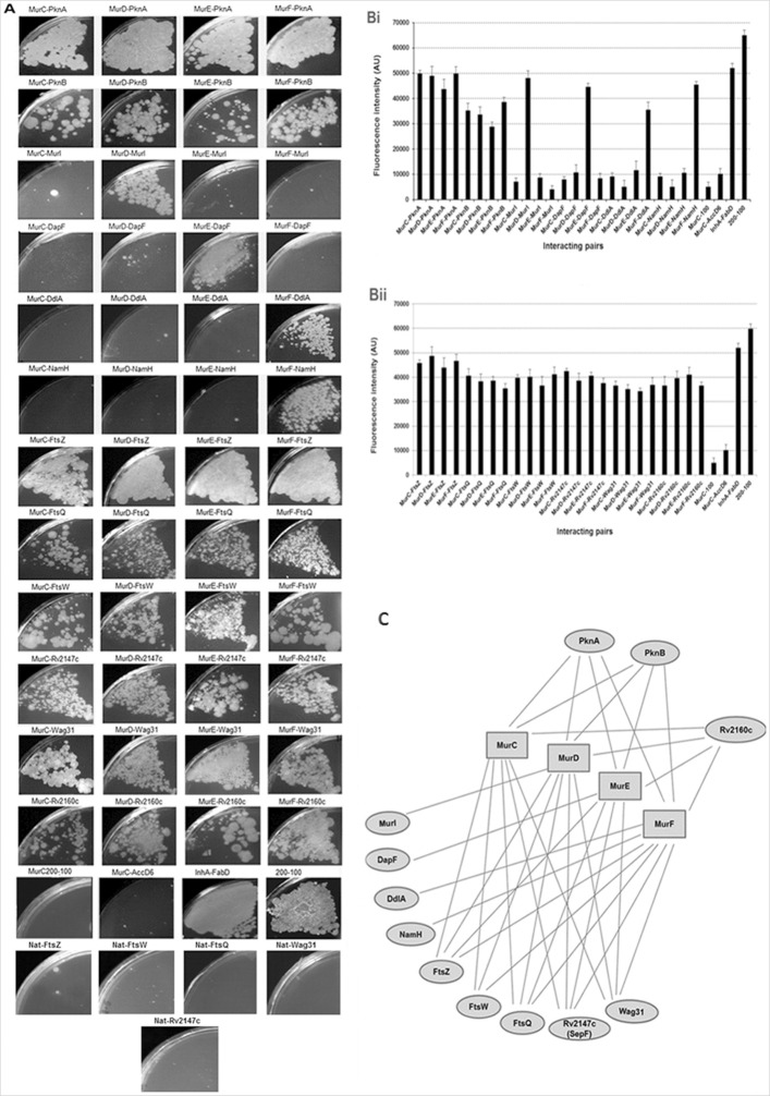 Fig 5