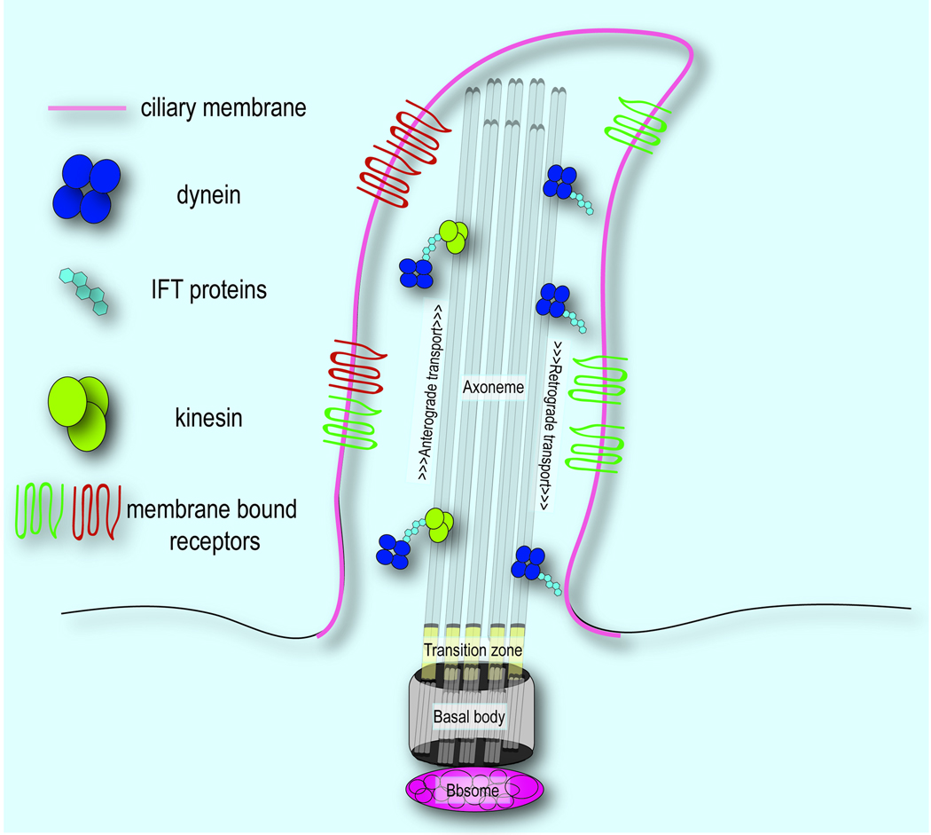 Fig 1