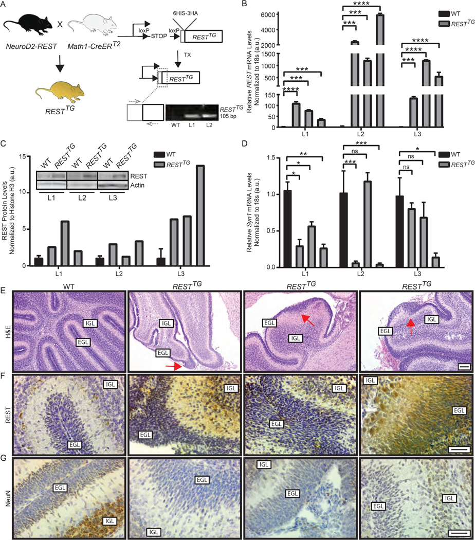 Figure 2: