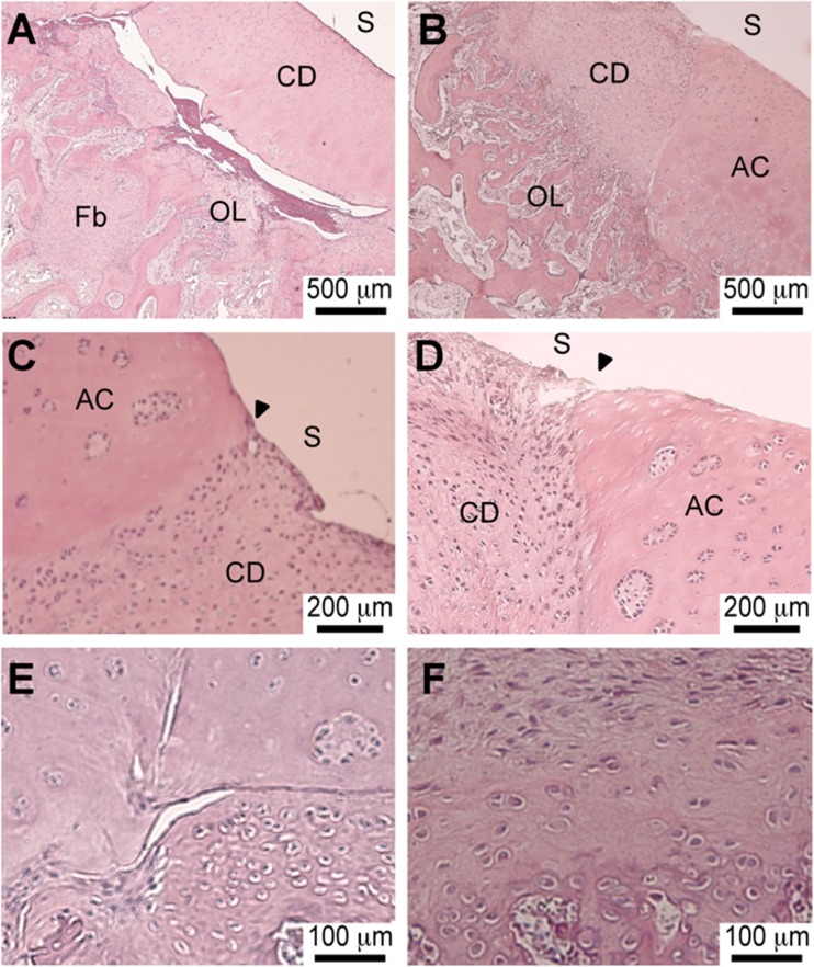 Fig. 5