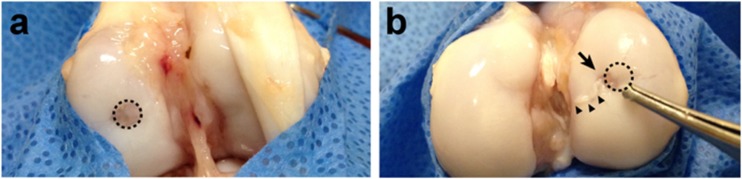 Fig. 4