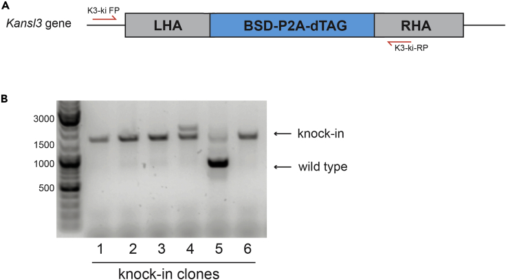 Figure 4