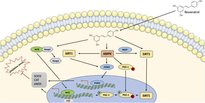 FIGURE 2