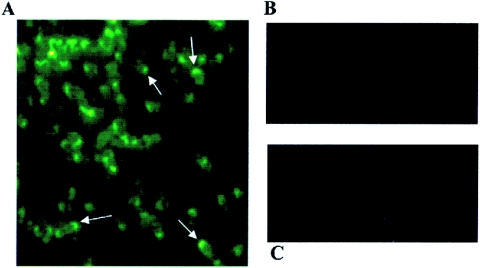 FIG. 7.