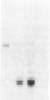 1217
