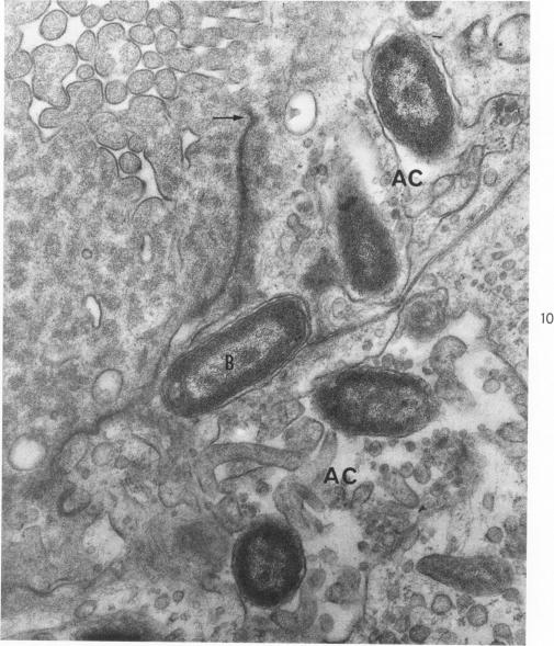 Fig. 10