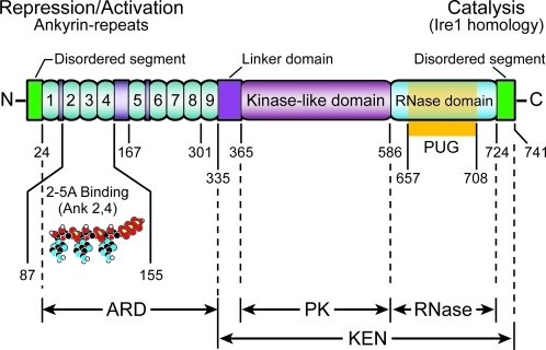 FIG. 2.