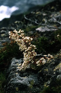 Photo of the spectacular Pyramidal Saxifrage
 (
Saxifraga cotyledon
), a plant that may provide distinctive and vulnerable functions to alpine ecosystems thanks to unusual combinations of traits such as exceptionally long flowering stems, making it an important resource for pollinators.
