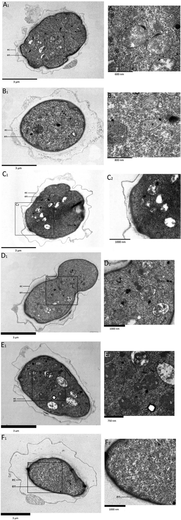 Protozoan Cysts Act as a Survival Niche and Protective Shelter for ...