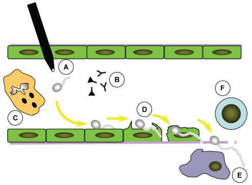 Figure 1)