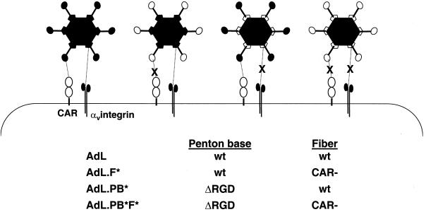 FIG. 1