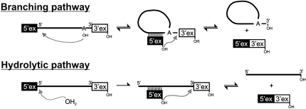 FIGURE 1.