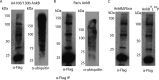 FIG 1