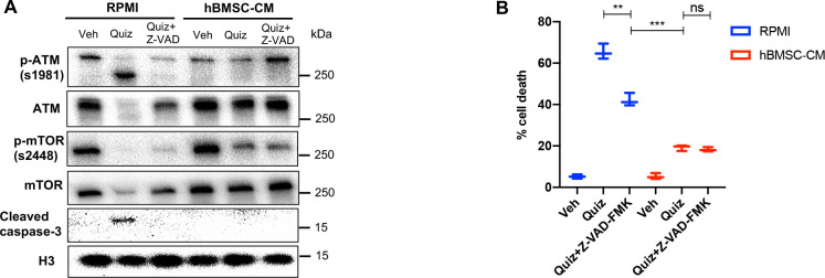 Figure 7—figure supplement 1.