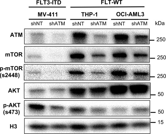 Figure 7—figure supplement 6.