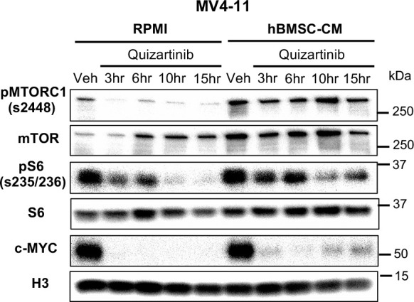 Figure 2—figure supplement 1.