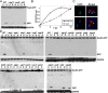 FIGURE 6: