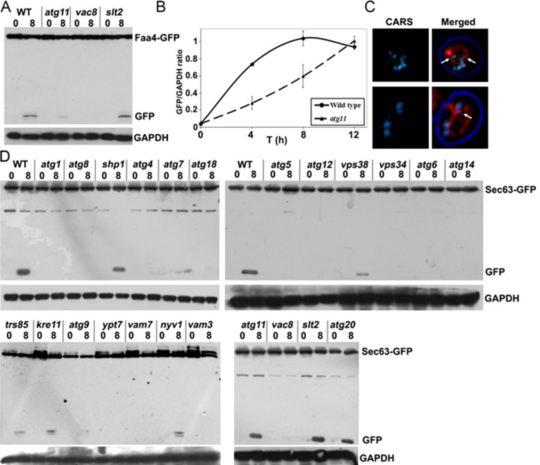 FIGURE 6: