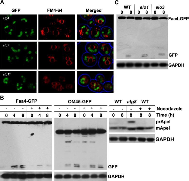 FIGURE 5: