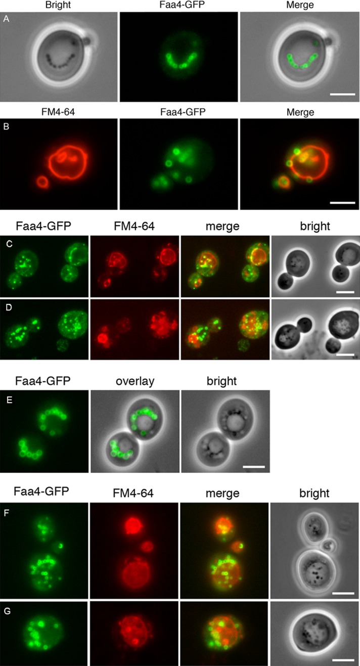 FIGURE 1: