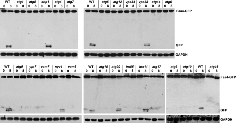 FIGURE 4: