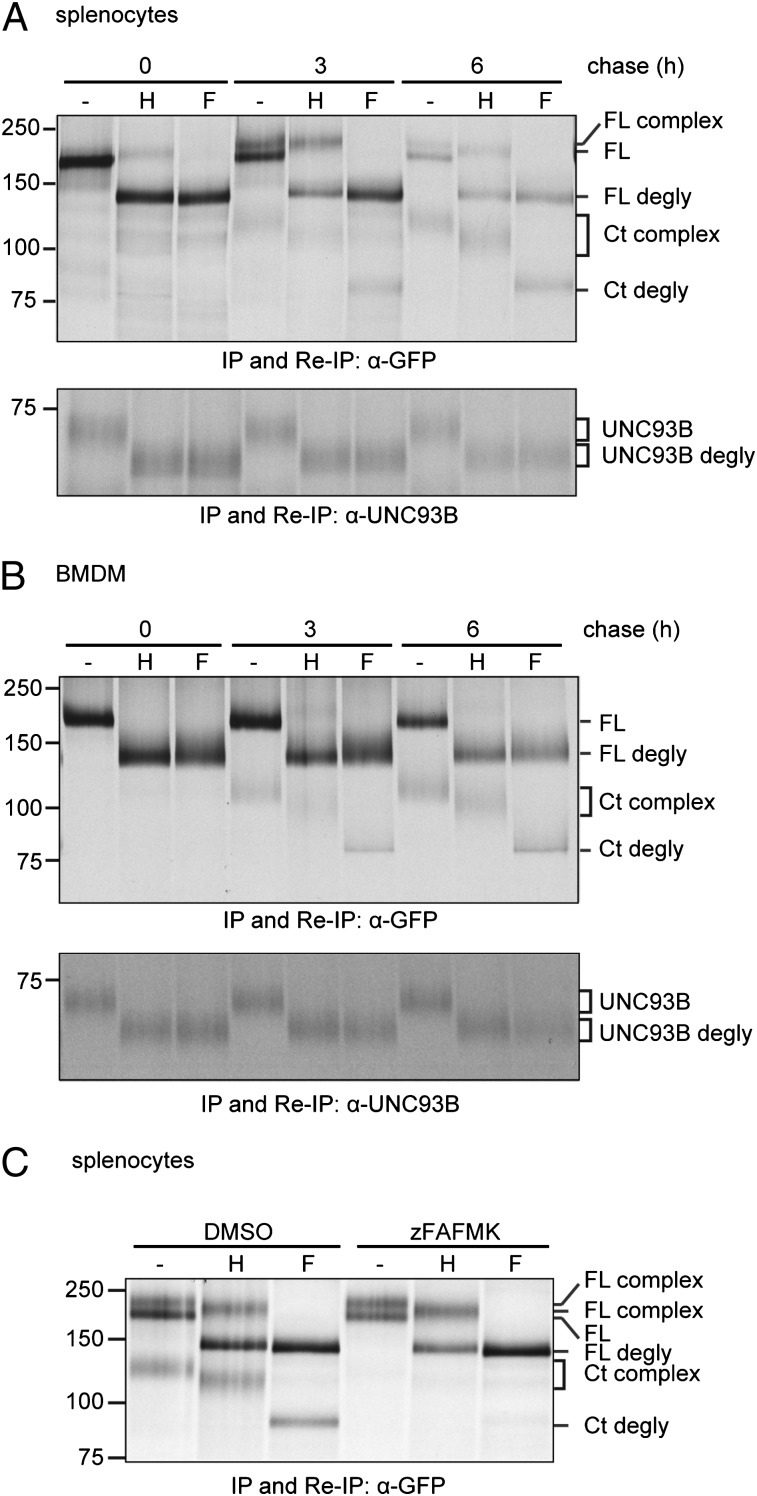 FIGURE 4.