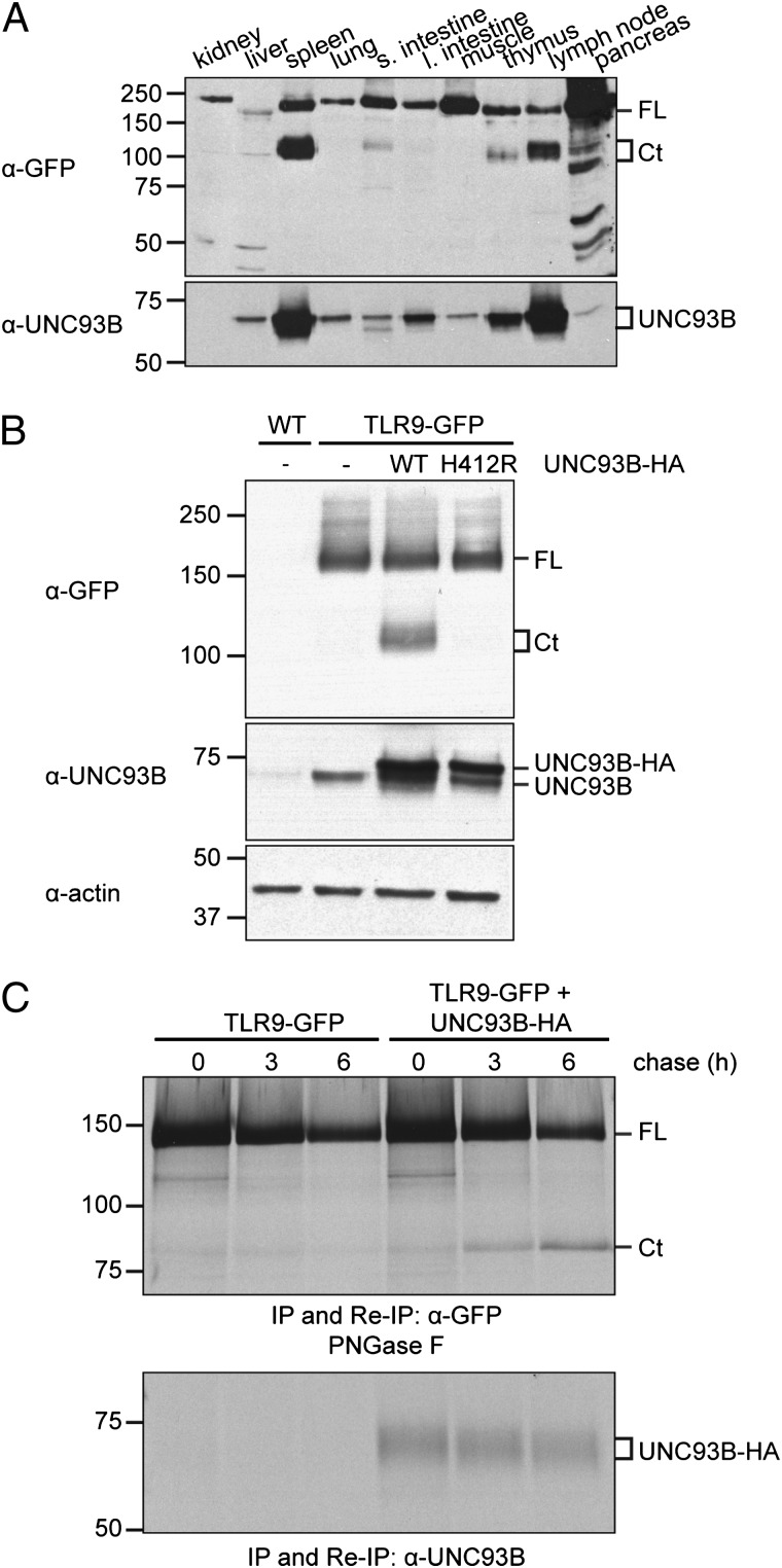 FIGURE 1.