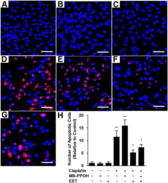 Fig. 8.