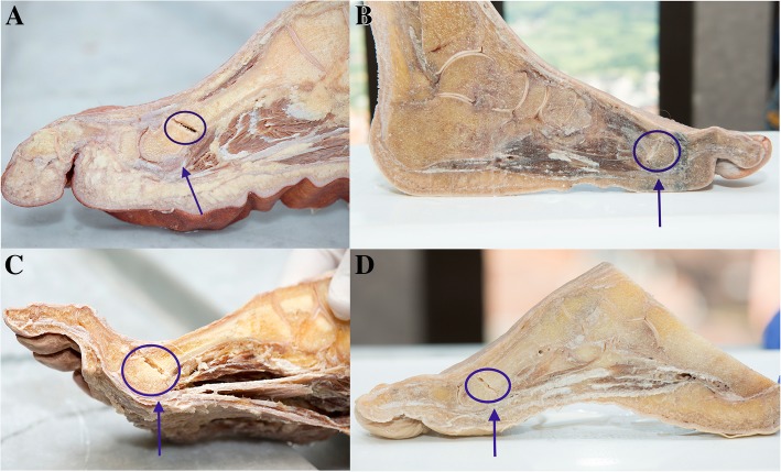 Fig. 7