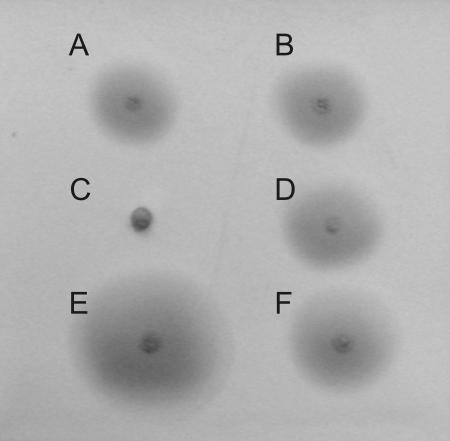 FIG. 2.