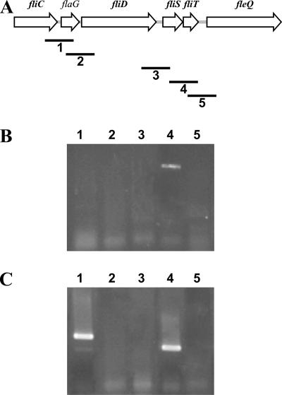 FIG. 1.