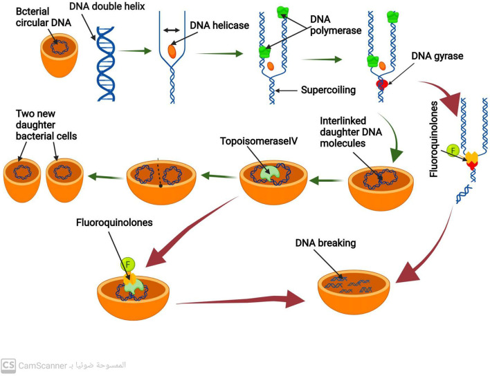 FIGURE 1