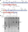 Figure 4—figure supplement 5.