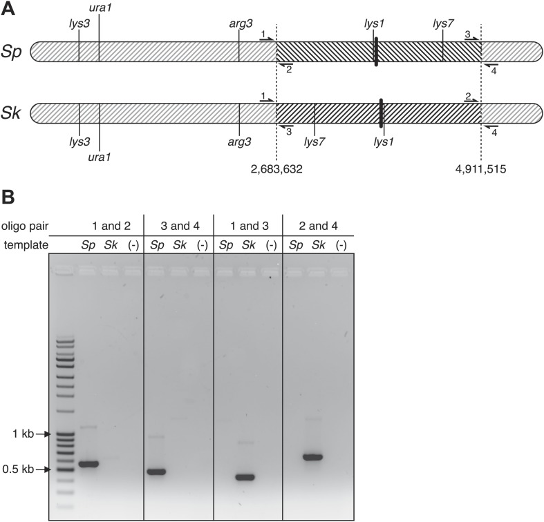 Figure 4—figure supplement 4.