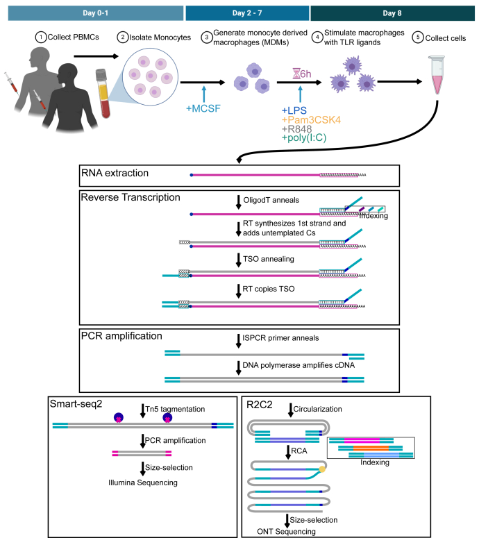 Figure 1