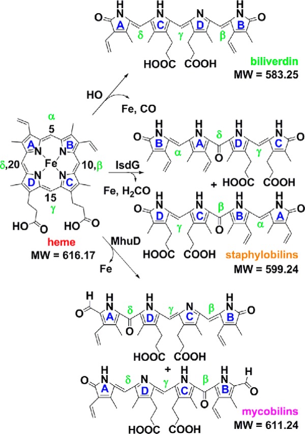 FIGURE 1.