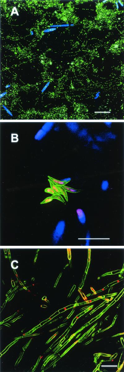 FIG.5.