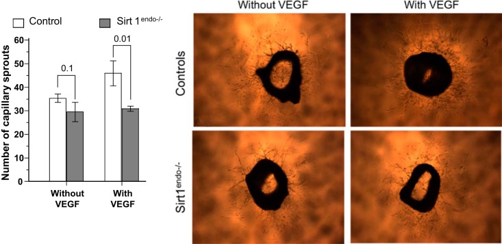 Fig. 16.