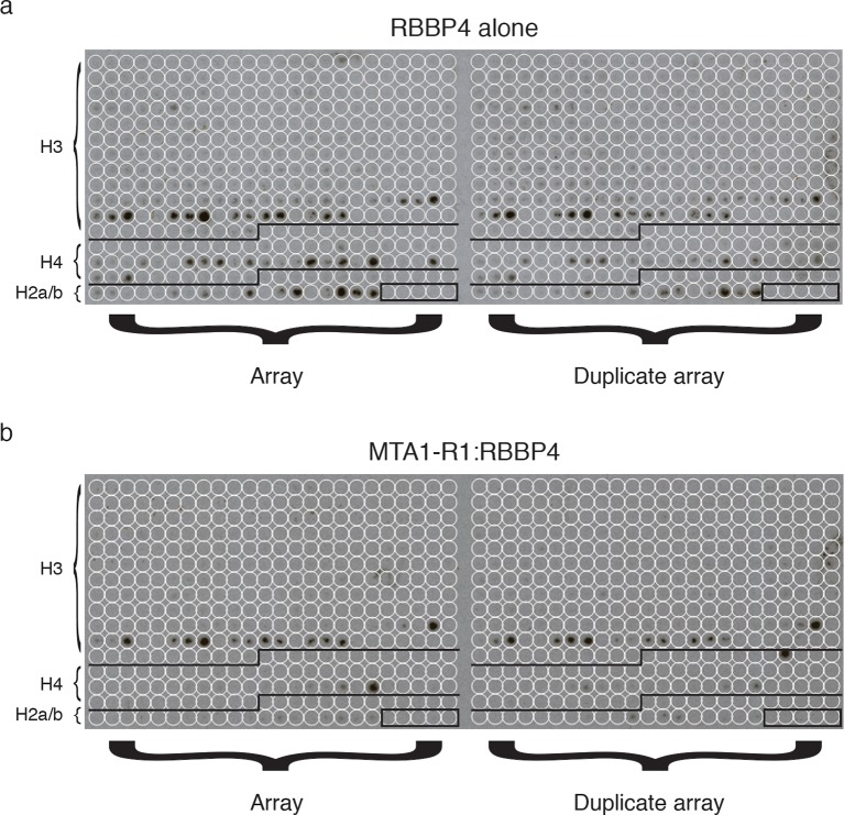 Figure 6—figure supplement 1.