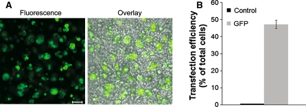 Fig. 1