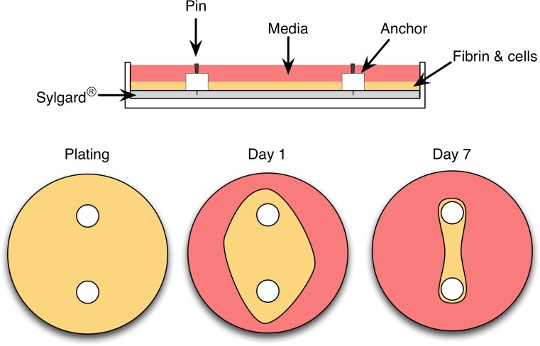 Fig. 4