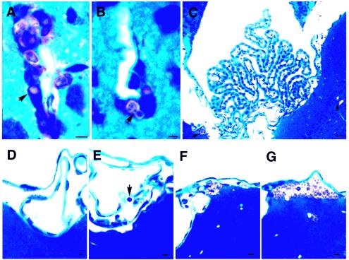 FIG. 7.