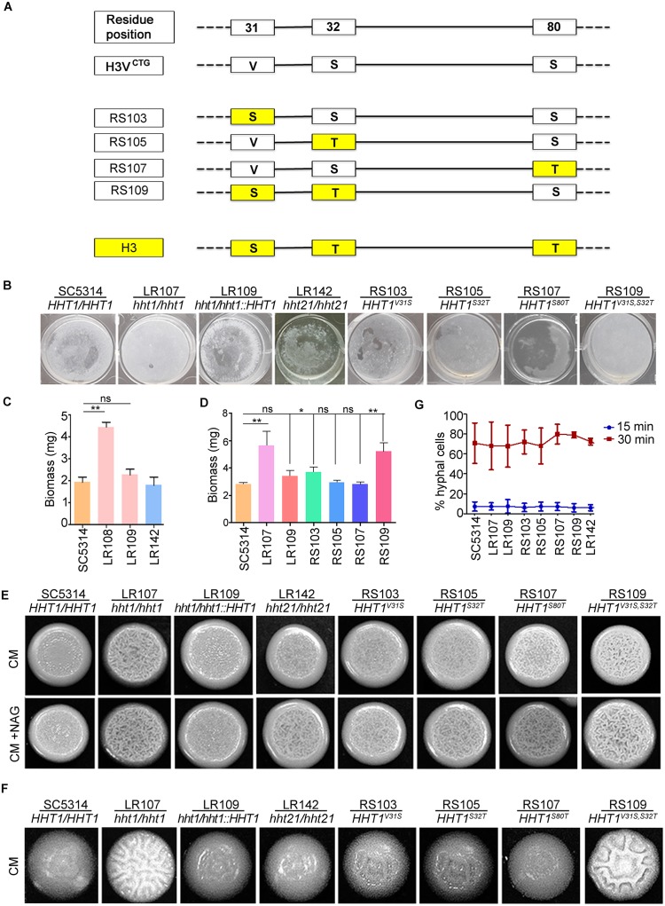 Fig 6